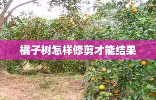 橘子树怎样修剪才能结果